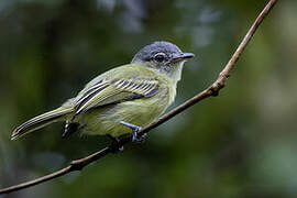 Platyrhynque poliocéphale