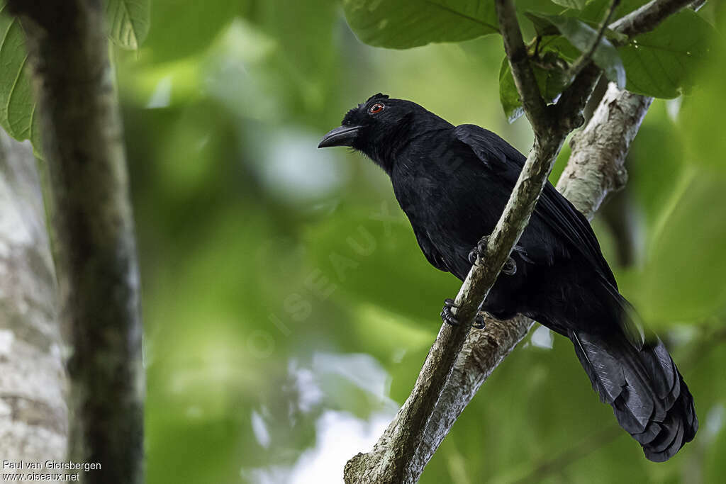 Bornean Black Magpieadult