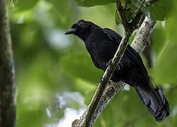 Bornean Black Magpie