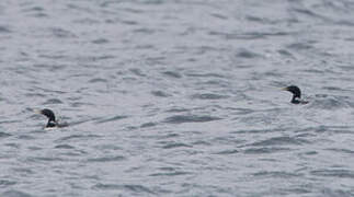 Yellow-billed Loon