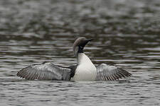 Plongeon arctique