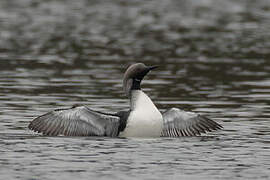 Black-throated Loon