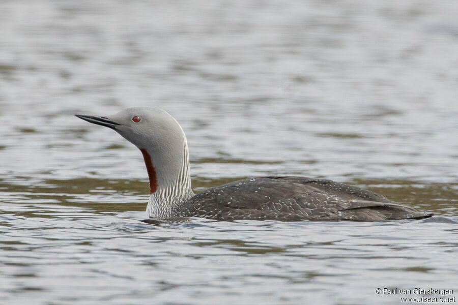 Red-throated Loonadult