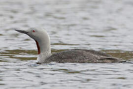 Red-throated Loon