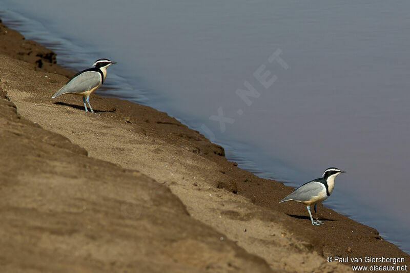 Egyptian Plover