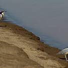Pluvian fluviatile