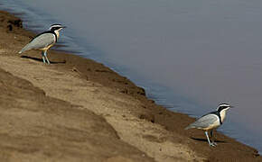 Egyptian Plover