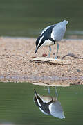 Egyptian Plover