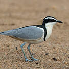Pluvian fluviatile