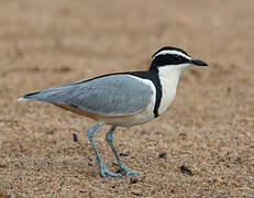 Egyptian Plover