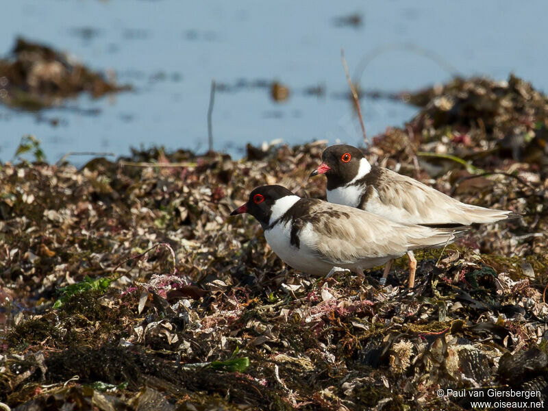 Hooded Dotterel