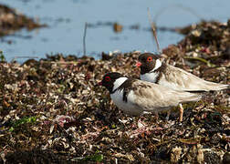 Hooded Plover