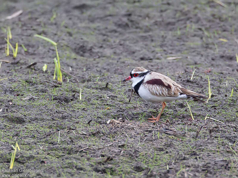 Pluvier à face noireadulte, habitat, pigmentation