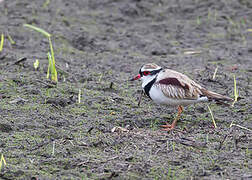 Black-fronted Dotterel