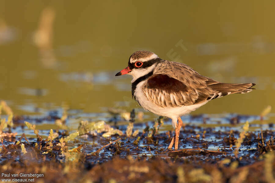 Black-fronted Dottereladult, identification