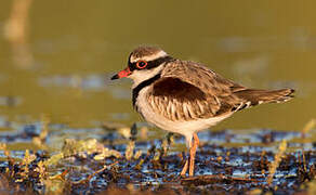 Black-fronted Dotterel