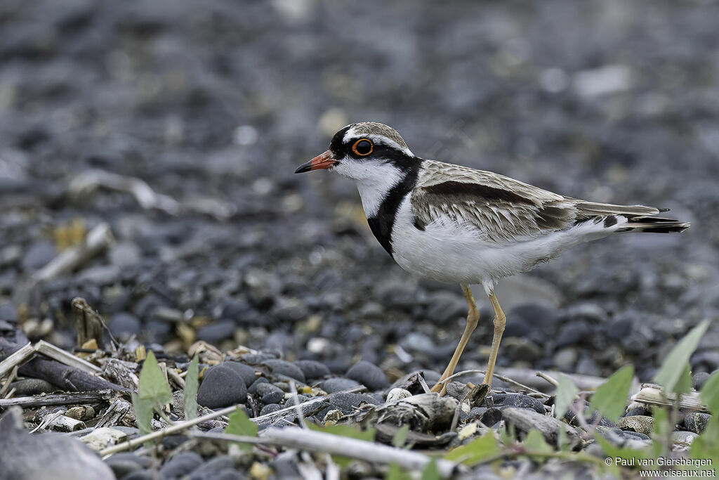 Black-fronted Dottereladult