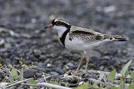 Black-fronted Dotterel