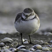 Wrybill