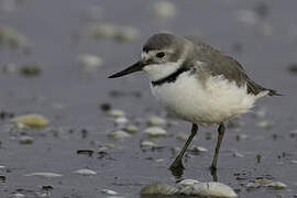 Wrybill