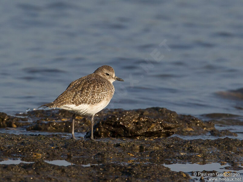 Grey Plover