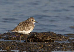 Grey Plover