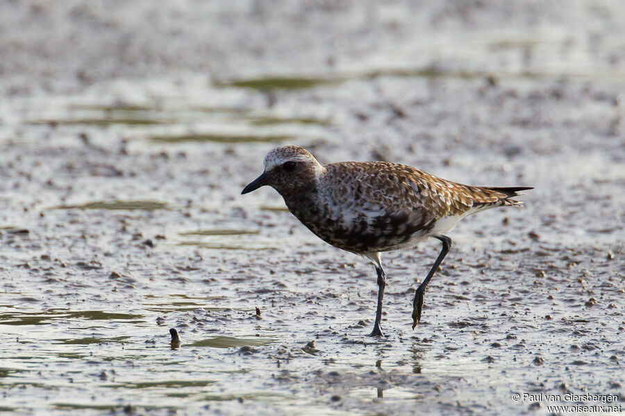 Grey Plover