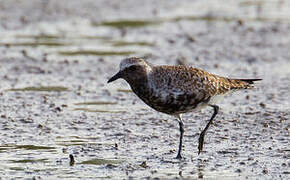 Grey Plover