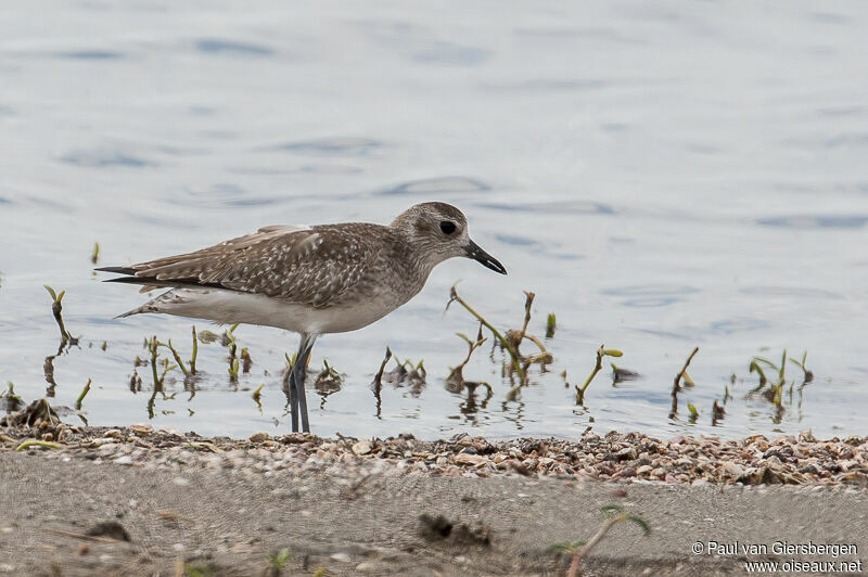 Grey Plover