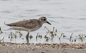 Grey Plover