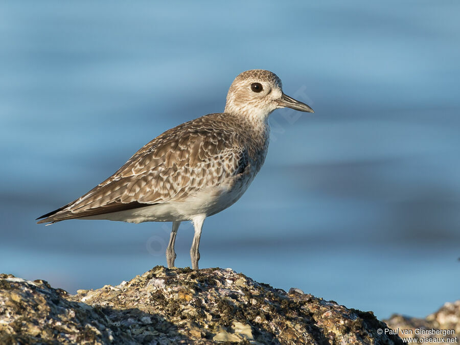 Grey Ploveradult