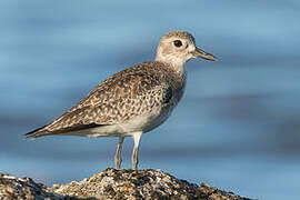 Grey Plover