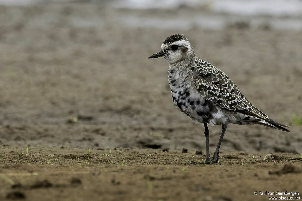 American Golden Ploveradult