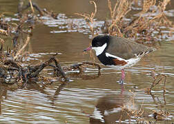 Red-kneed Dotterel