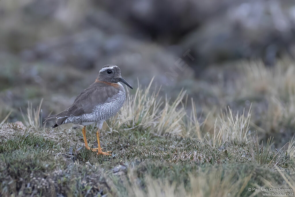 Diademed Sandpiper-Plover