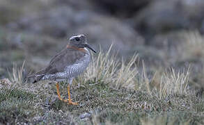 Diademed Sandpiper-Plover