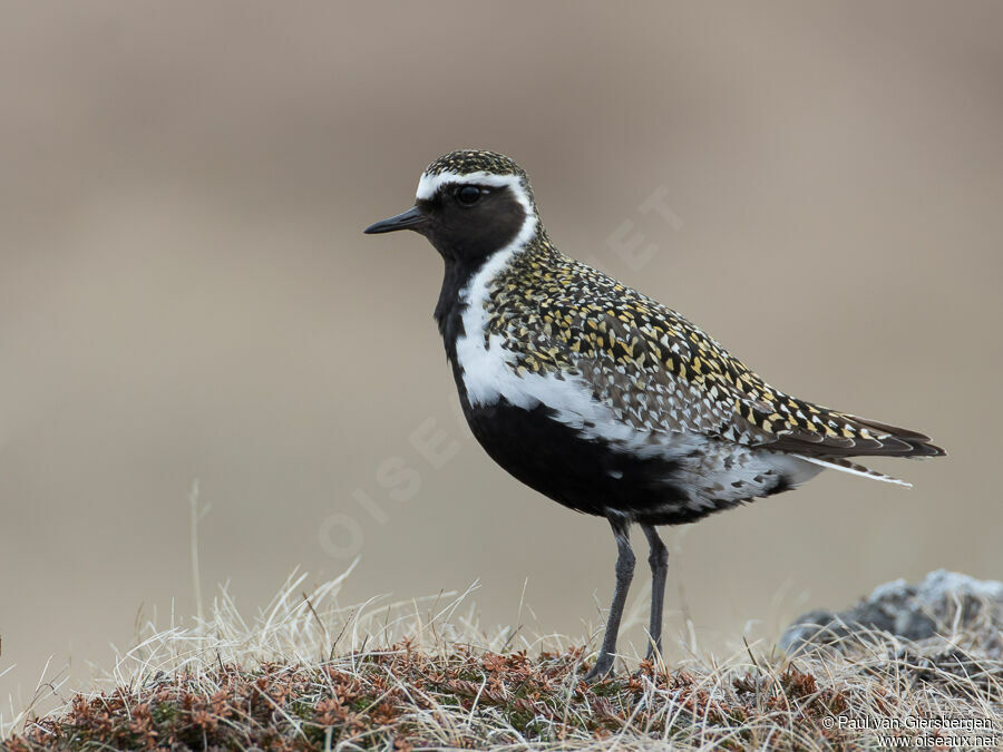 European Golden Plover