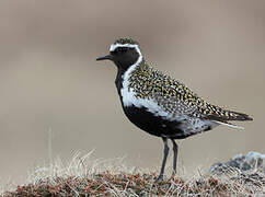 European Golden Plover