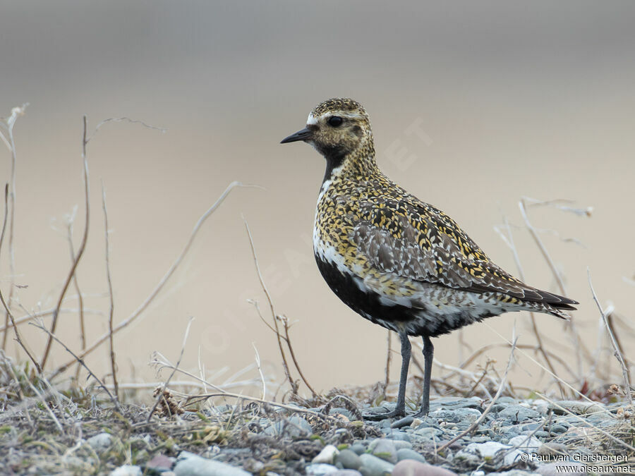 European Golden Plover female adult breeding