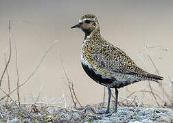 European Golden Plover