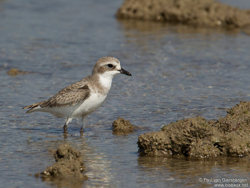 Tibetan Sand Plover