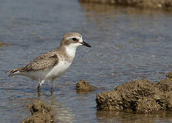 Tibetan Sand Plover