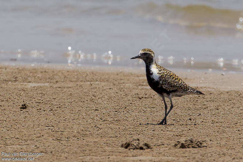 Pacific Golden Ploveradult breeding, identification