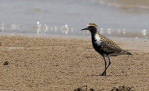 Pacific Golden Plover