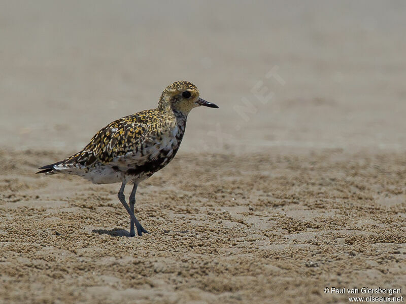 Pacific Golden Plover