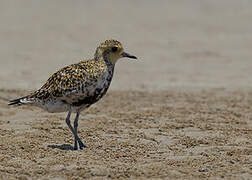 Pacific Golden Plover