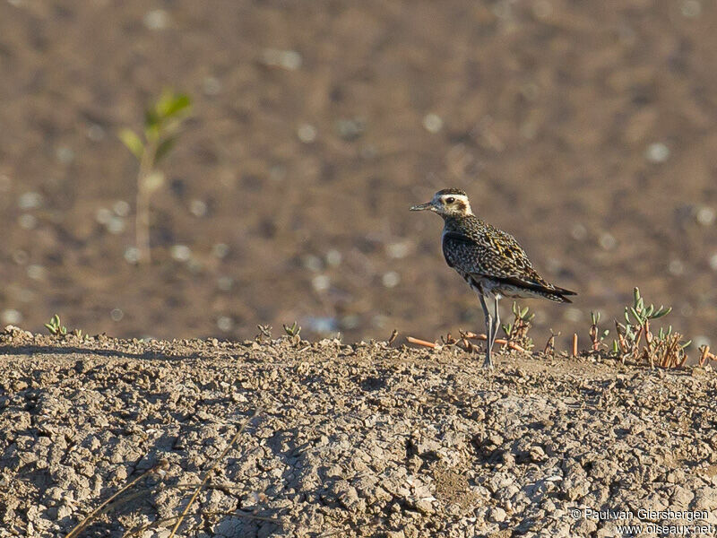 Pacific Golden Plover