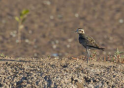 Pacific Golden Plover