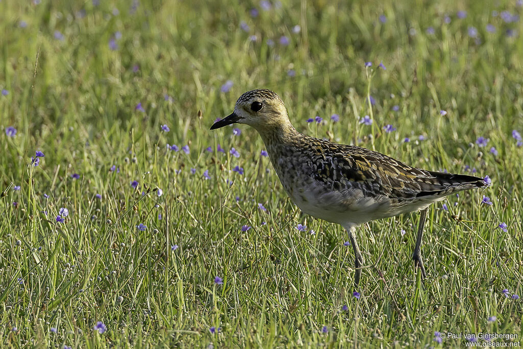 Pacific Golden Plover