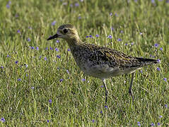 Pacific Golden Plover